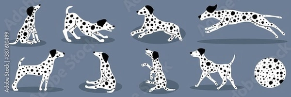 Fototapeta Vector illustration of set dalmatians. Collection of isolated dogs.