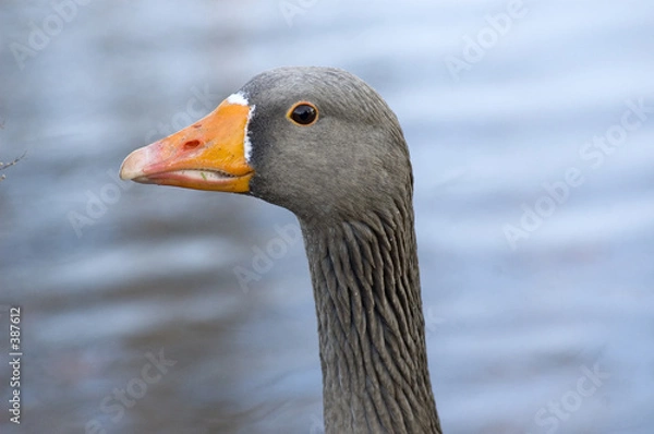 Fototapeta ma mere l'oie