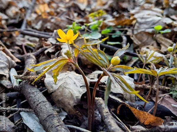 Fototapeta small plant with yellow leaves and a flower