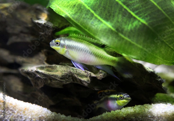 Fototapeta one fish in a green aquarium