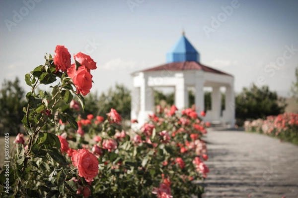 Obraz flowers in the garden
