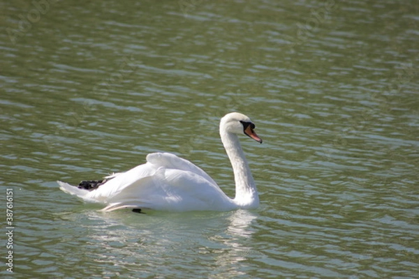 Obraz swan on the lake
