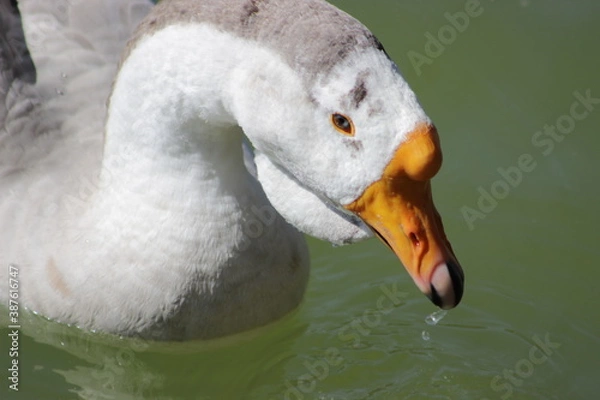 Obraz goose on the water