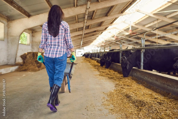 Fototapeta Rear view of a young woman walks with a wheelbarrow past the cows in the stable.