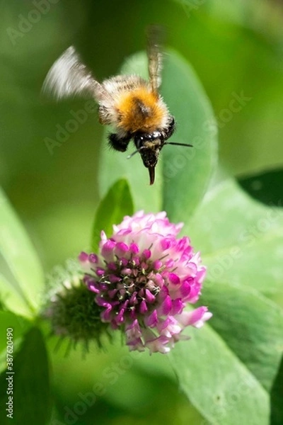 Fototapeta Hummelflug