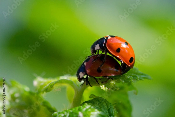 Fototapeta Marienkäfer