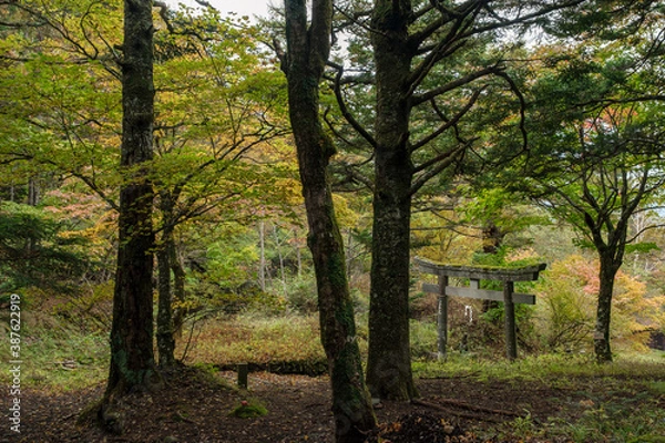 Fototapeta 富士山吉田口登山道