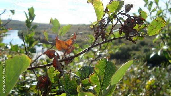 Obraz green leaves on the trees and flowers through them oozes sunlight of the year, the summer urban development