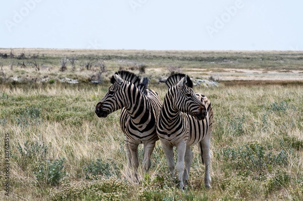 Fototapeta Zebras