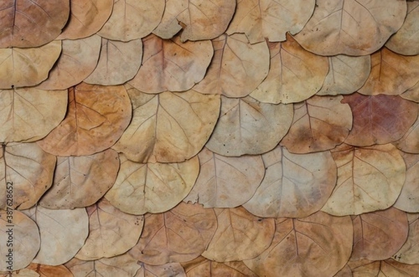 Obraz Brown dried leaf flat lay as background, texture.