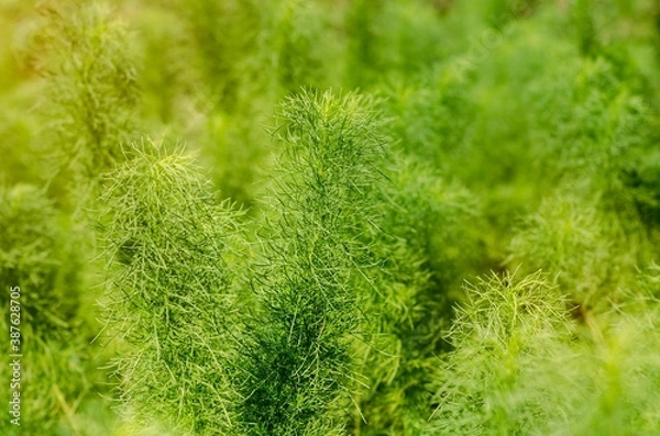 Obraz Green branch background, texture with orange fla