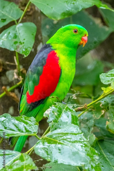 Fototapeta the green lorikeet