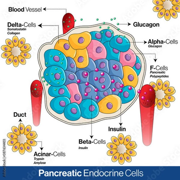 Fototapeta Pancreatic endocrine system anatomy, alpha, beta and delta cells secreting  glucagon, insulin, and somatostatin vector illustration 