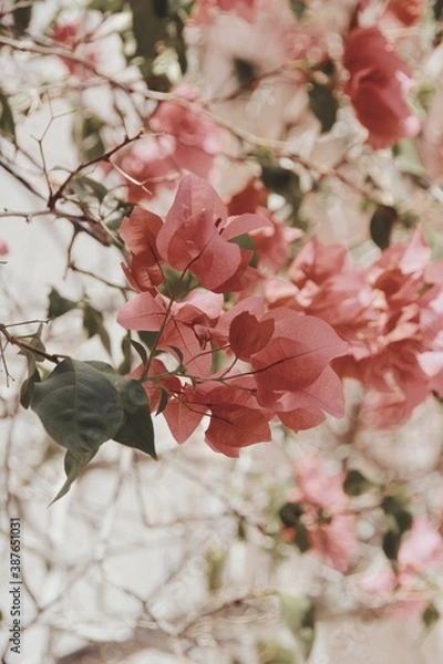 Obraz Processed with VSCO with dog1 preset