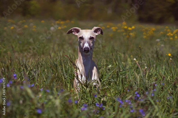 Fototapeta Cute fawn and white Whippet dog lying down in a meadow with a green grass and flowers in summer