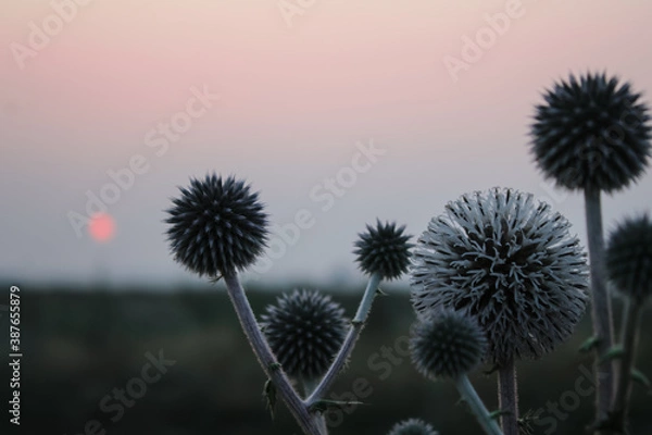 Obraz thistle on sky background