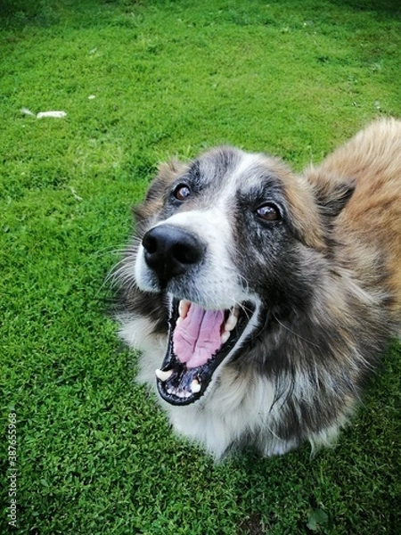 Obraz border collie dog