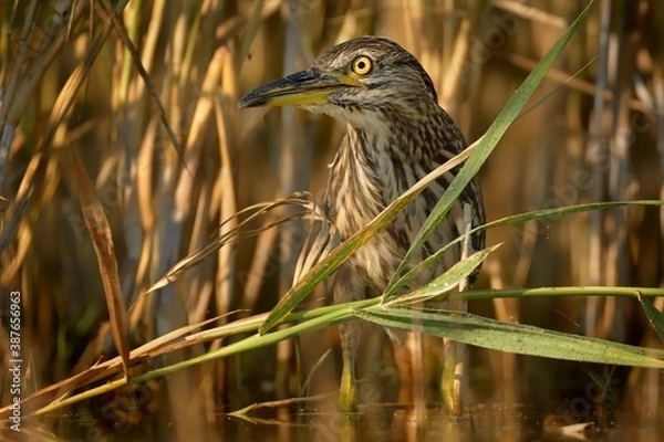 Fototapeta Black-crowned Night-Heron - Nycticorax nycticorax hunting in the reed, medium-sized herons which often are migratory