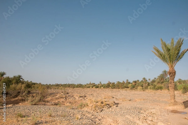 Fototapeta One palm tree in the desert