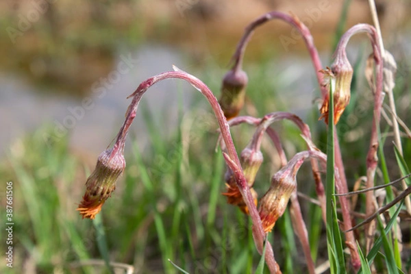 Obraz flowers in the grass