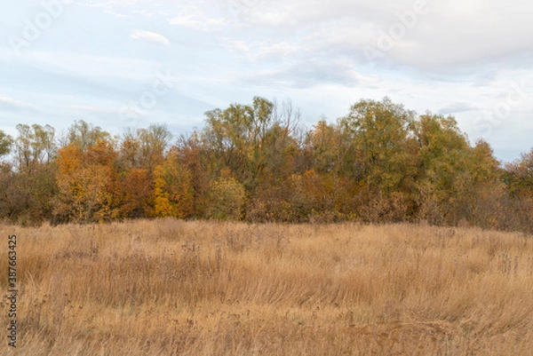 Obraz autumn forest landscape with blue sky background