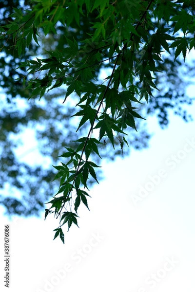 Fototapeta 緑のモミジ