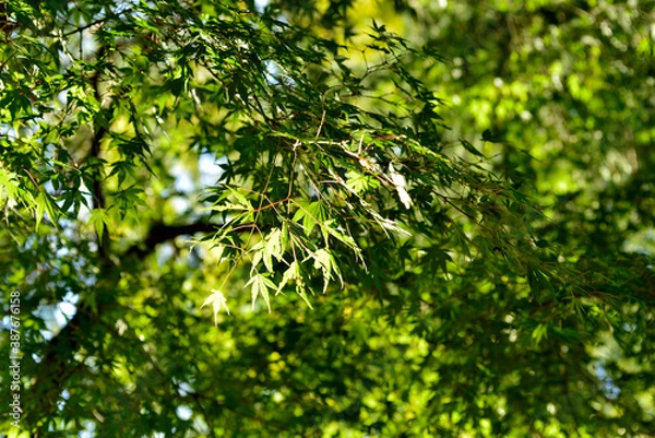 Fototapeta 緑のモミジ