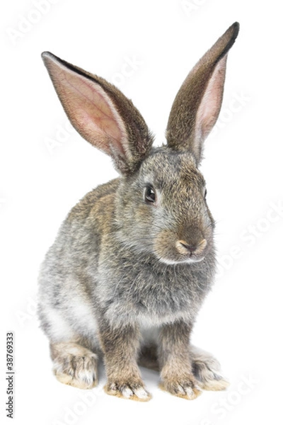Fototapeta gray rabbit