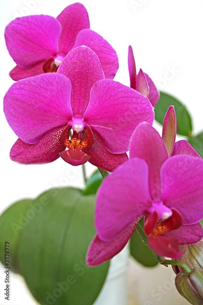 Obraz purple orchid