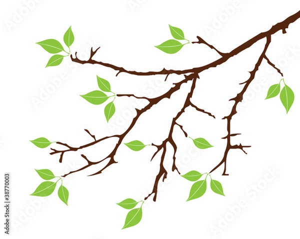 Fototapeta Vector tree branch with green leaves