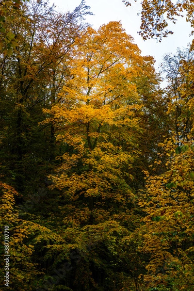 Fototapeta Gelber Baum