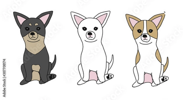 Fototapeta 3色のスムースコートチワワ
