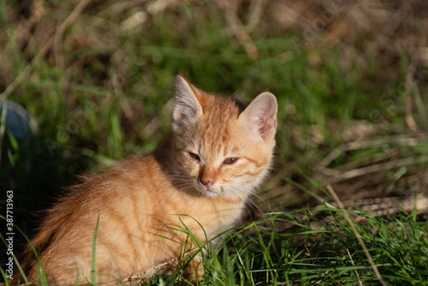 Fototapeta 遊び疲れた子猫　茶トラ猫