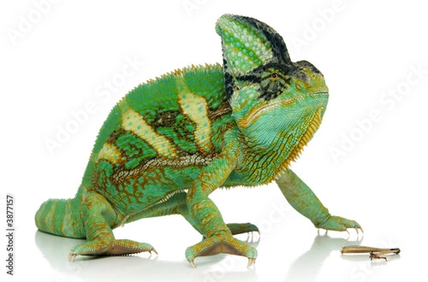 Obraz kameleon