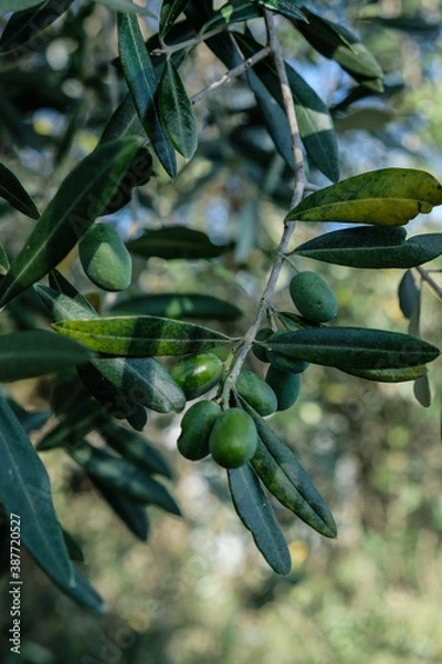 Fototapeta Close up of green olive on an olive tree