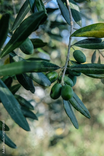 Fototapeta Close up of green olive on an olive tree