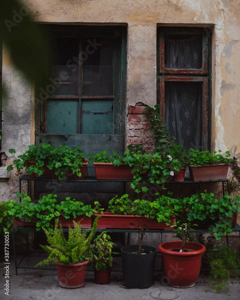 Obraz window with flowers