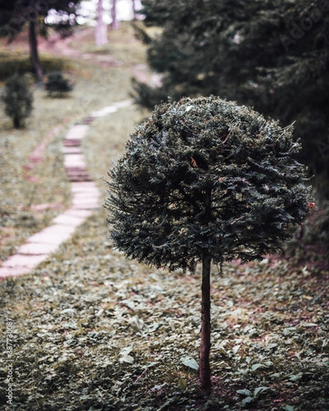 Obraz tree in the park