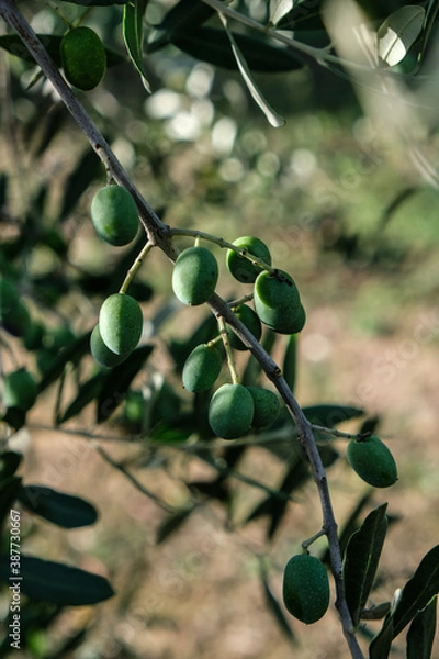 Fototapeta Close up of green olive on an olive tree
