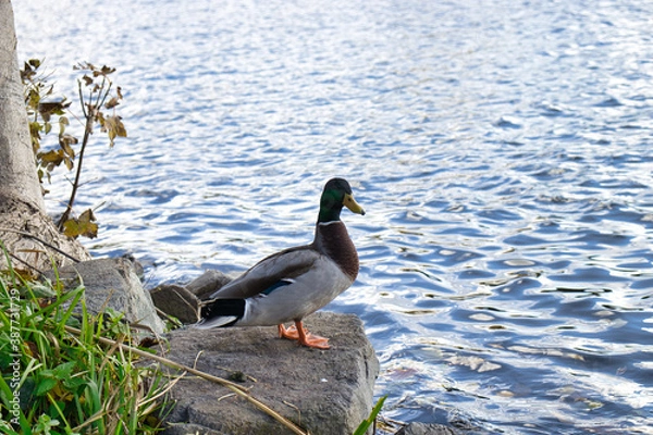 Obraz Ente am Ufer auf Stein