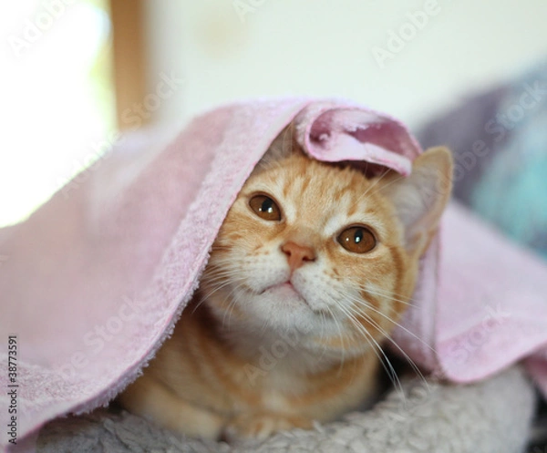 Obraz petit chat roux