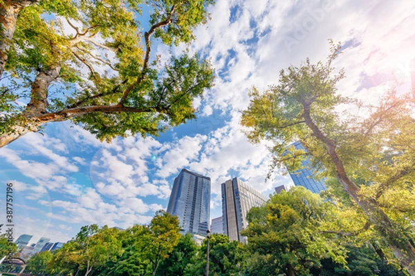 Fototapeta 新緑の木と東京のビル群