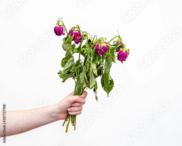 Obraz bouquet of wilted roses in hands