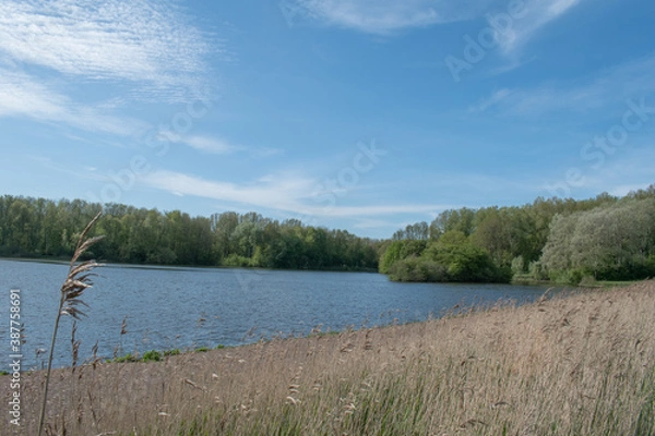 Obraz lake in the forest