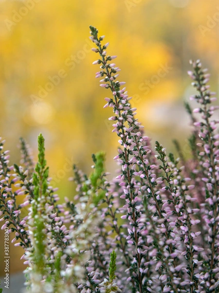Obraz Heather in autumn garden 