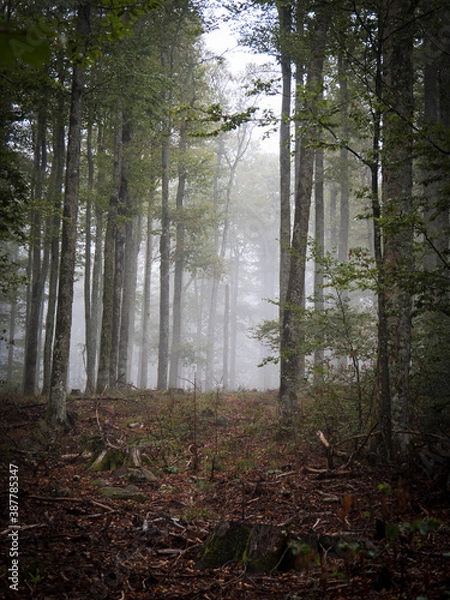 Fototapeta Forêt dans la brume