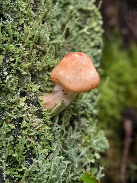 Fototapeta Champignon poussant  sur du lichen