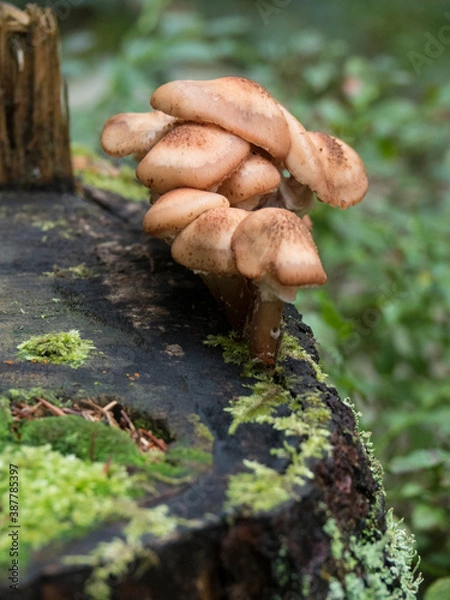 Fototapeta Groupe de champigons poussant sur un tronc d'arbre