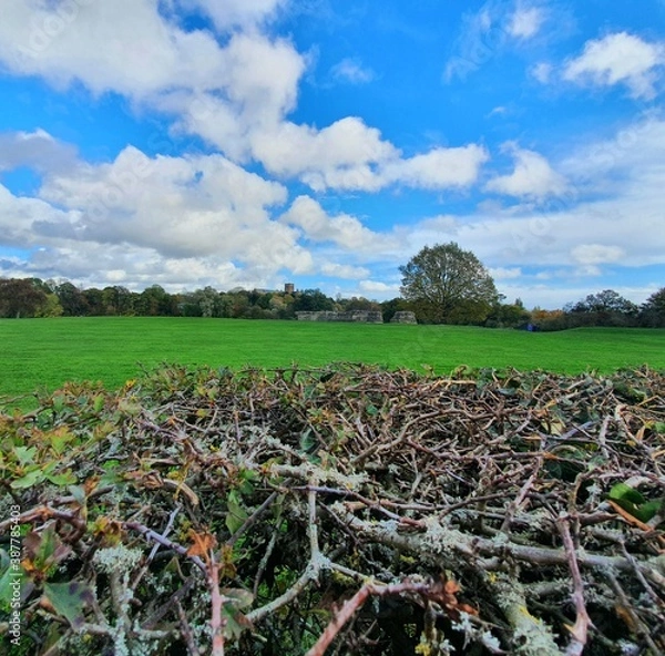 Fototapeta tree in a field