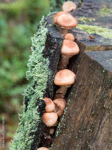 Fototapeta Groupe de champignons sortant de l'écorce d'un tronc d'arbre